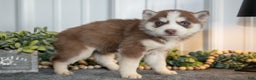 Siberian Husky dogs for sale: Tilly - Ad 3