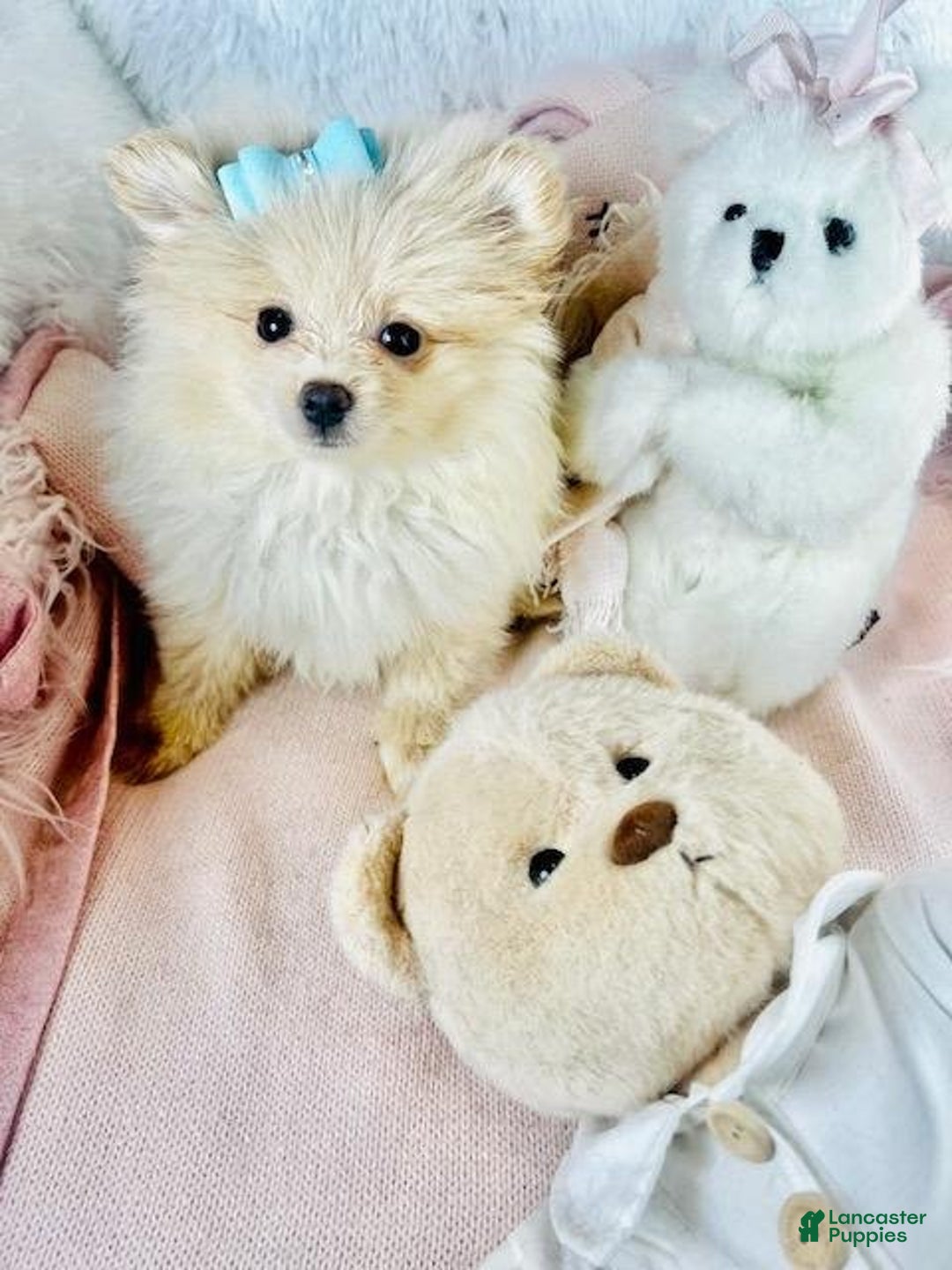 Meet Precious! Pomeranian Puppy for sale in Miami Lancaster Puppies