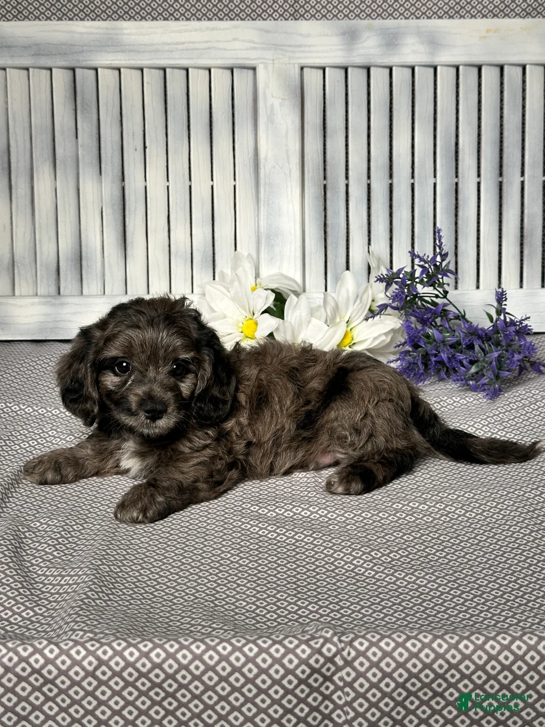 Mixed Breed dogs for sale: Wyatt - Ad 5