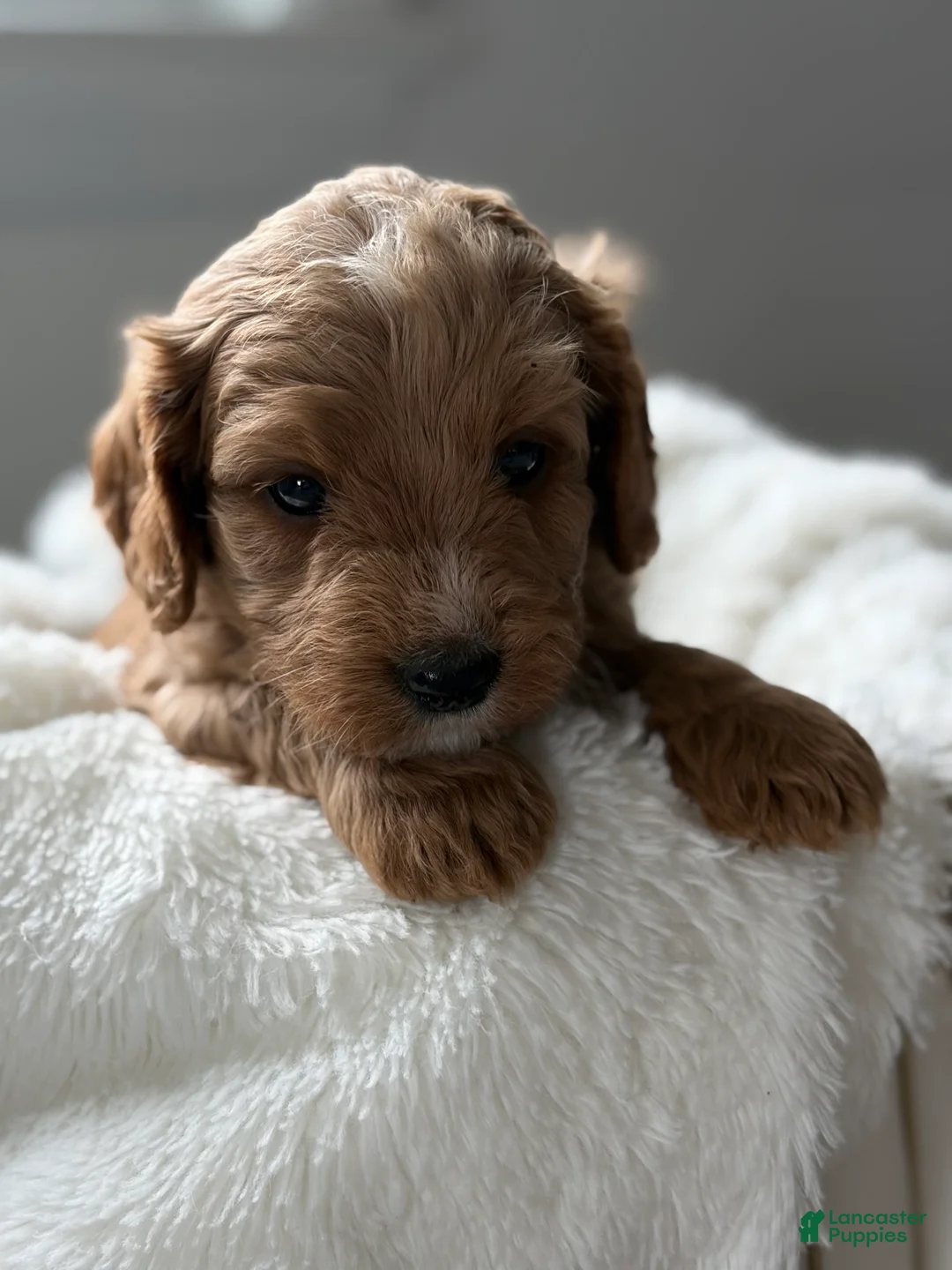 Cavapoo dogs for sale: Sierra🩷 - Ad 2