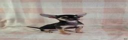 Chihuahua dogs for sale: June - Ad 7