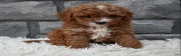 Cavapoo dogs for sale: Reese  - Ad 4