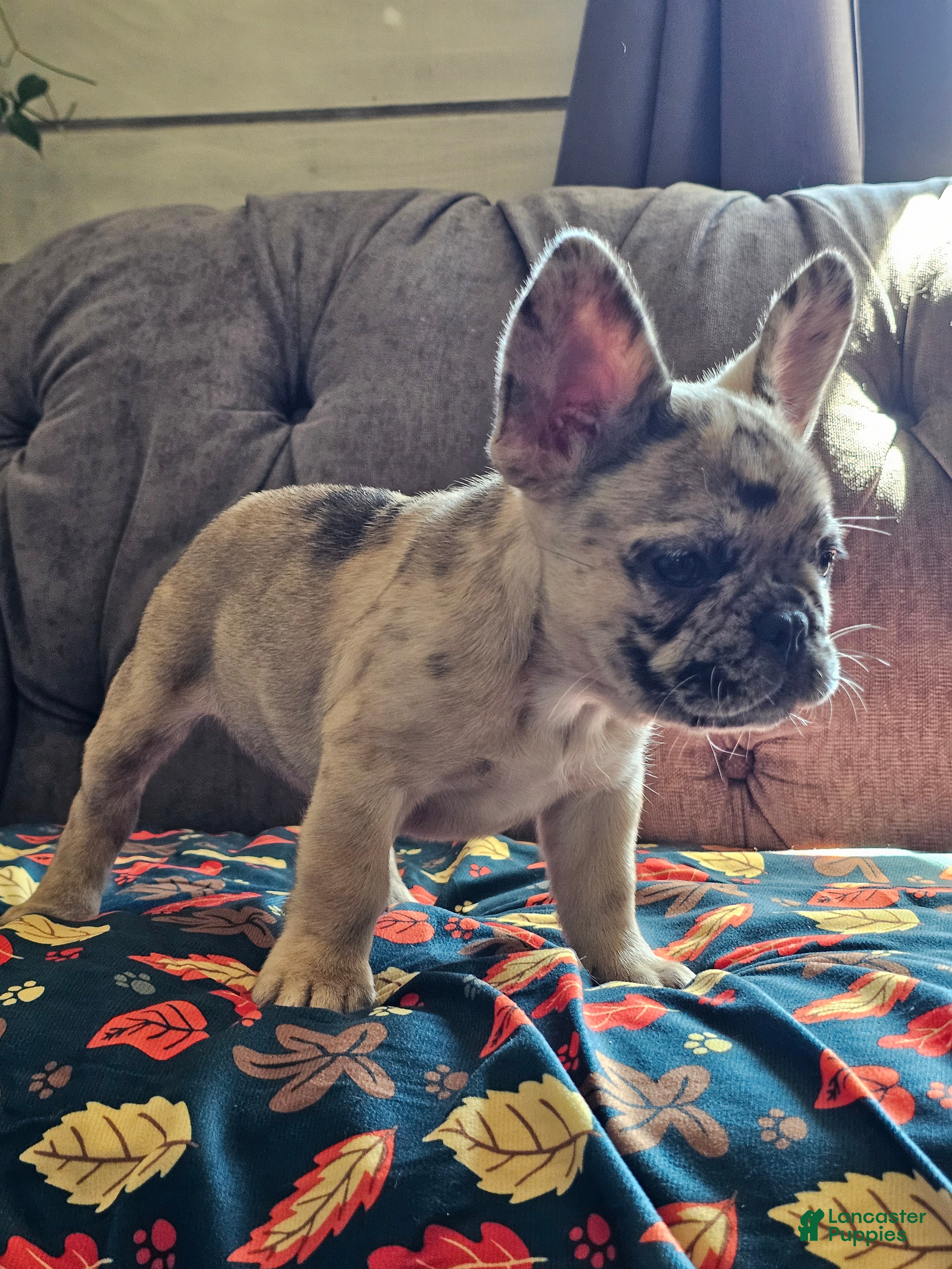 French Bulldog dogs Meadow - Ad 2
