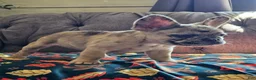 French Bulldog dogs for sale: Meadow - Ad 15