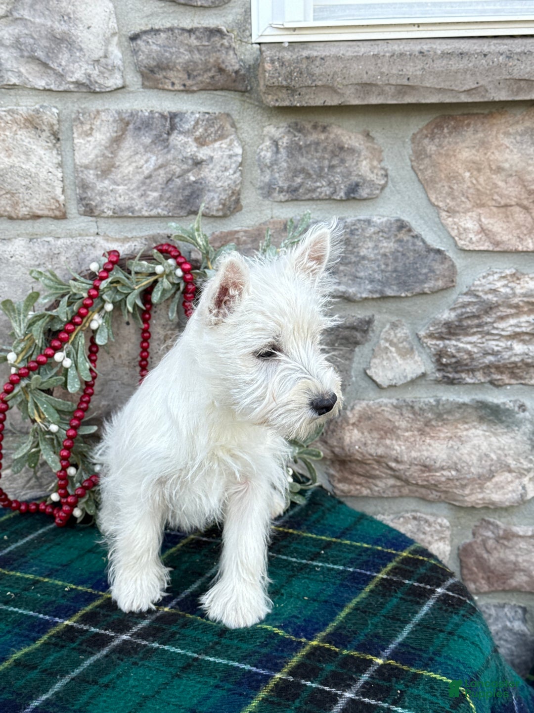 West Highland Terrier dogs for sale: Flower - Ad 7