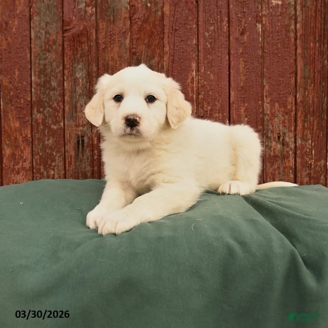Great Pyrenees dogs for sale: Rain - Ad 1