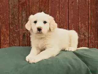 Great Pyrenees dogs for sale: Rain - Ad 2