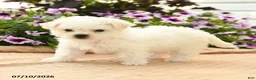 Bichon Frise dogs for sale: Bonnie - Ad 1