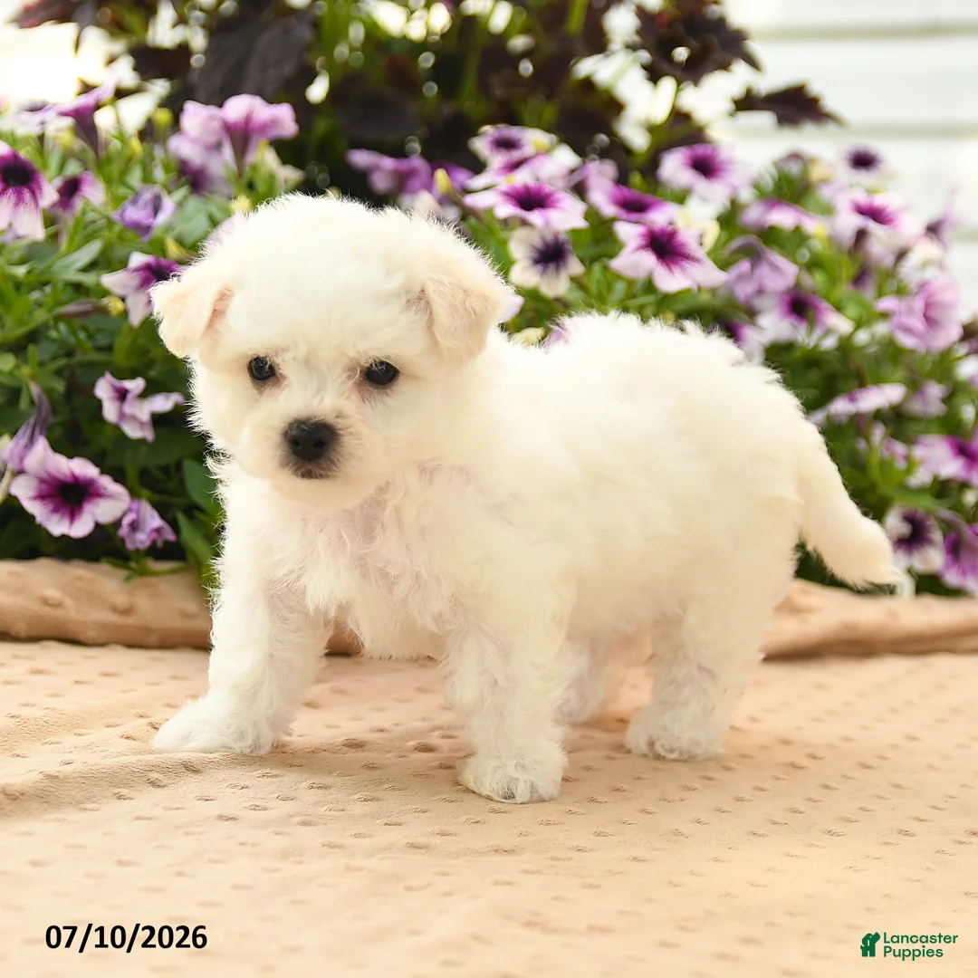 Bichon Frise dogs for sale: Bonnie - Ad 1