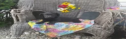 Labrador Retriever dogs for sale: Katrina - Ad 3