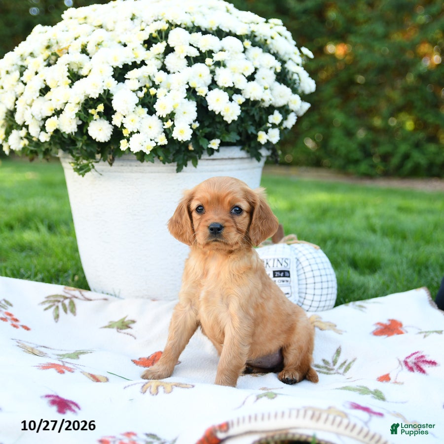 Golden Retriever dogs for sale: Layla - Ad 2