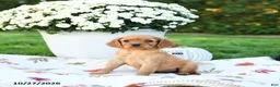 Golden Retriever dogs for sale: Layla - Ad 1
