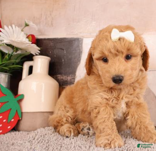 Goldendoodle dogs Goldendoodle Puppy 1 - Ad 2