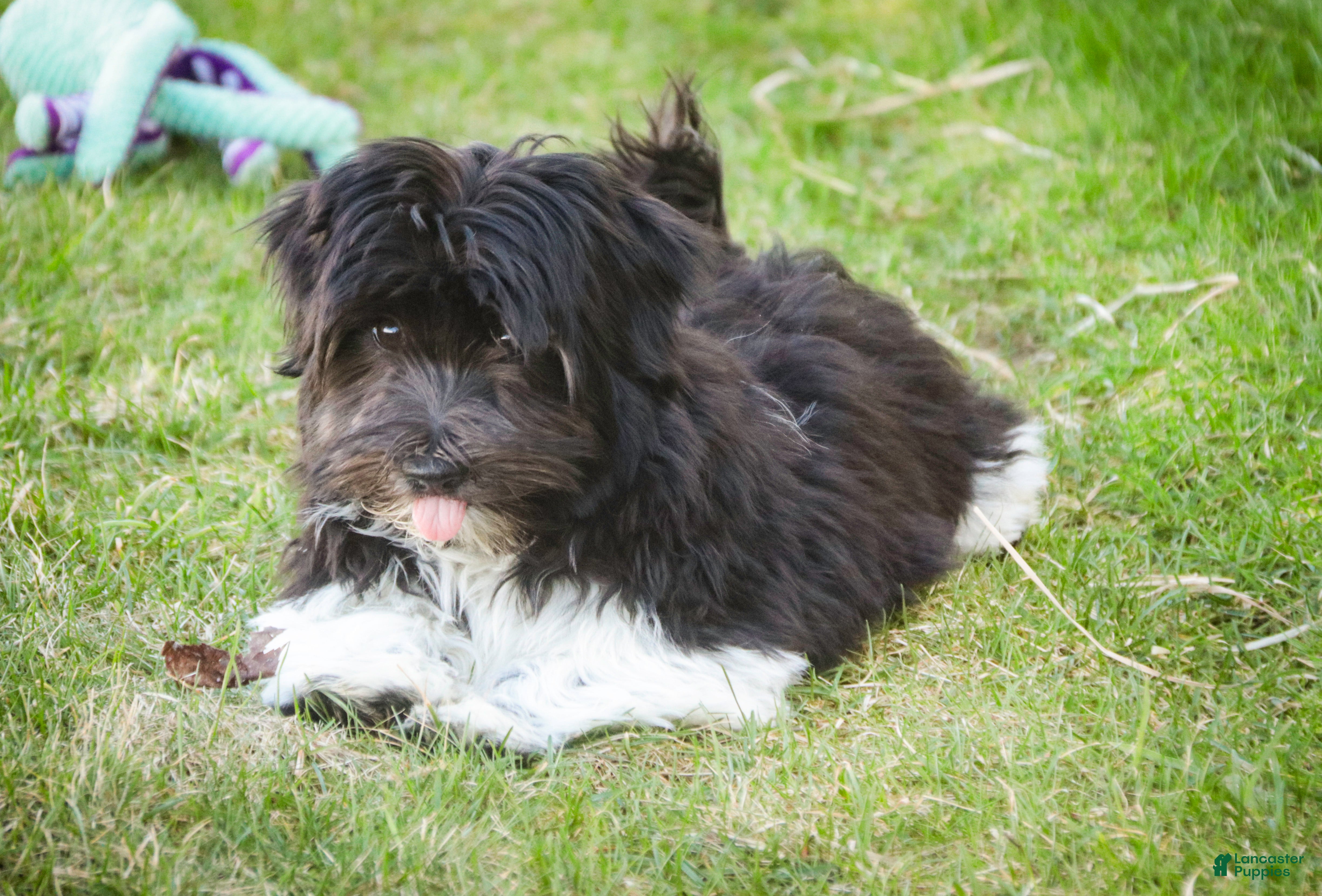 Havanese dogs Oreo - Ad 2