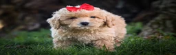 Bichpoo dogs for sale: Nixie🩷  - Ad 13