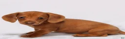 Miniature Dachshund dogs for sale: Meredith - Ad 4