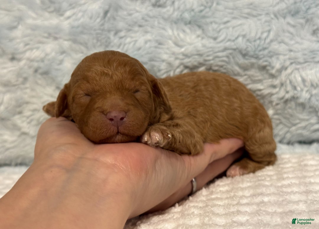 Toy Poodle dogs for sale: Tucker - Ad 1