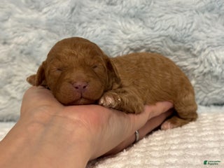 Toy Poodle dogs Tucker - Ad 17
