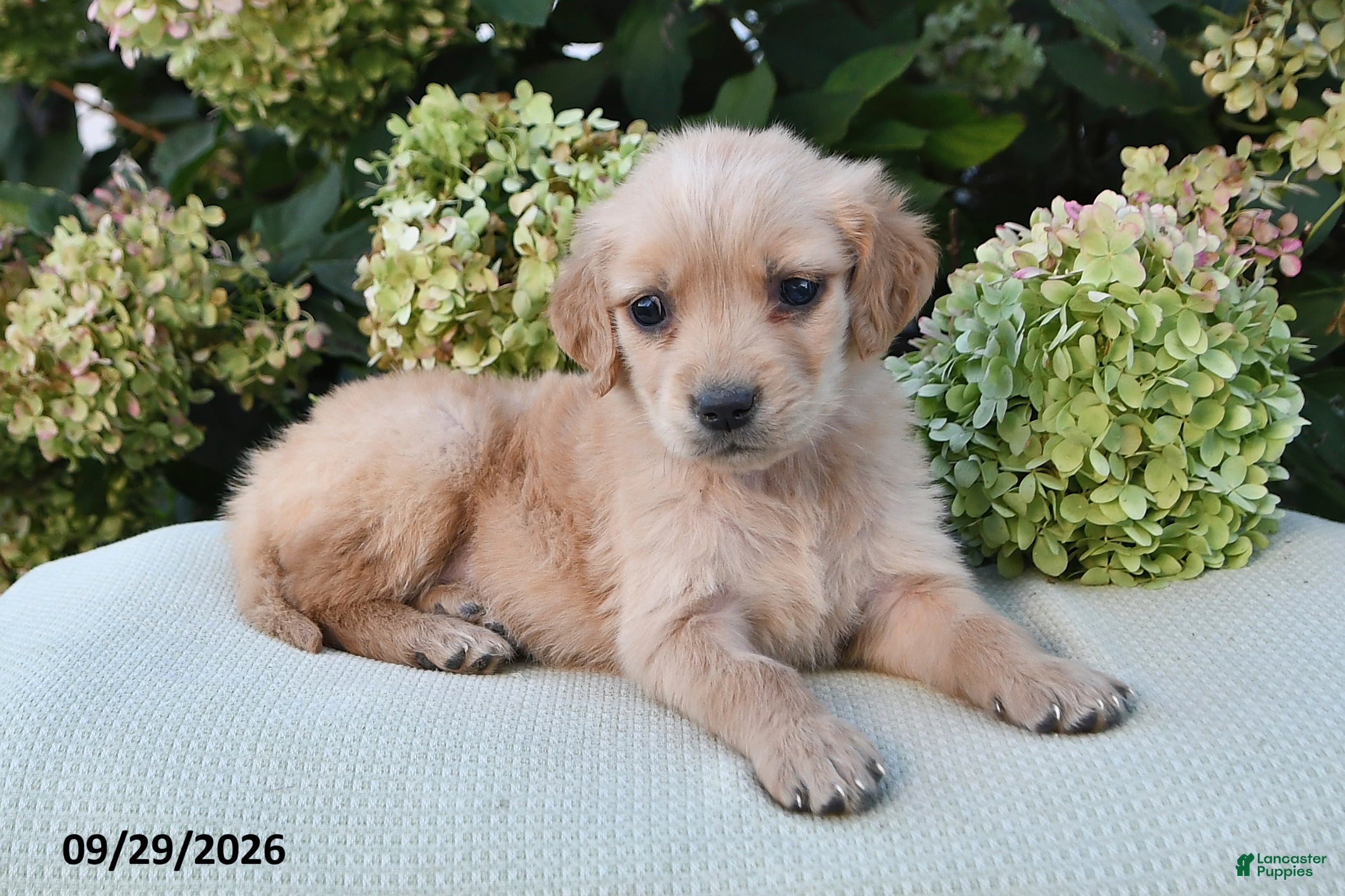 Golden Retriever dogs Nova - Ad 1