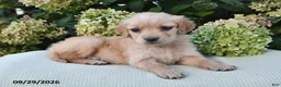 Golden Retriever dogs for sale: Nova - Ad 1