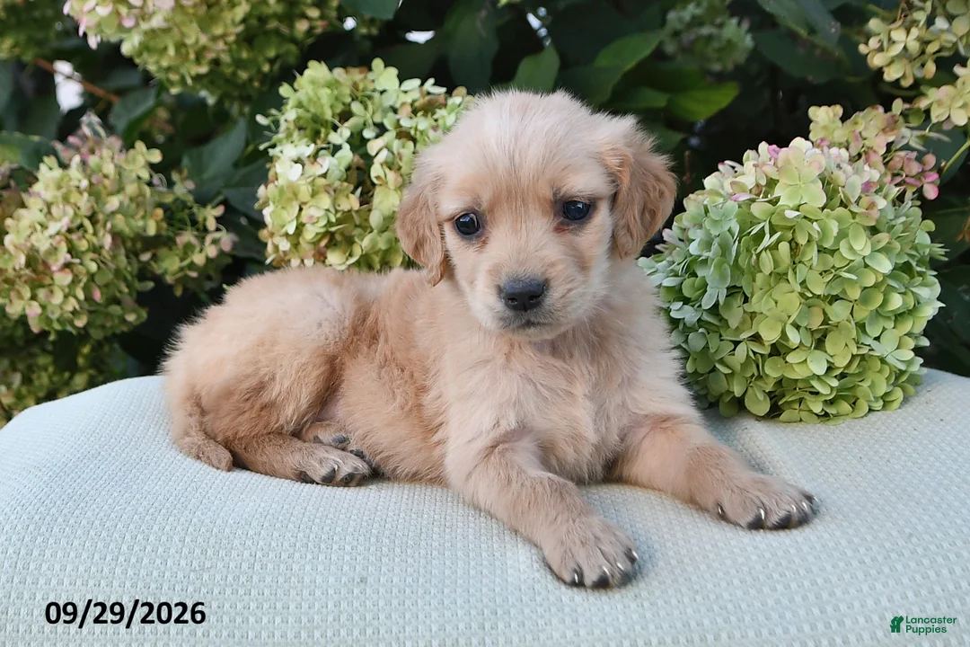 Golden Retriever dogs for sale: Nova - Ad 1
