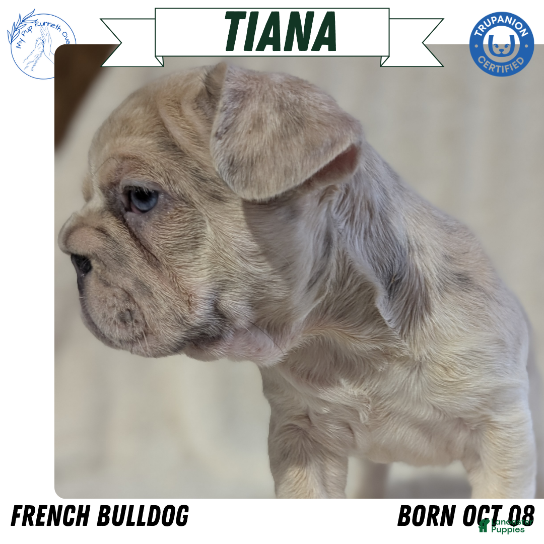 French Bulldog dogs Tiana - Ad 1