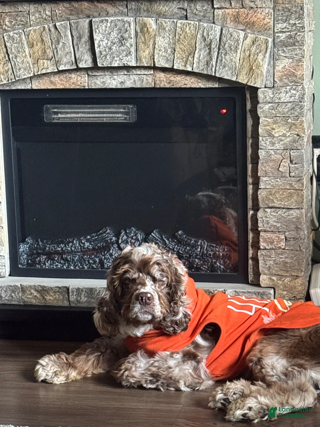 Cocker Spaniel dogs for stud: Looking for female to stud my boy with  - Ad 4
