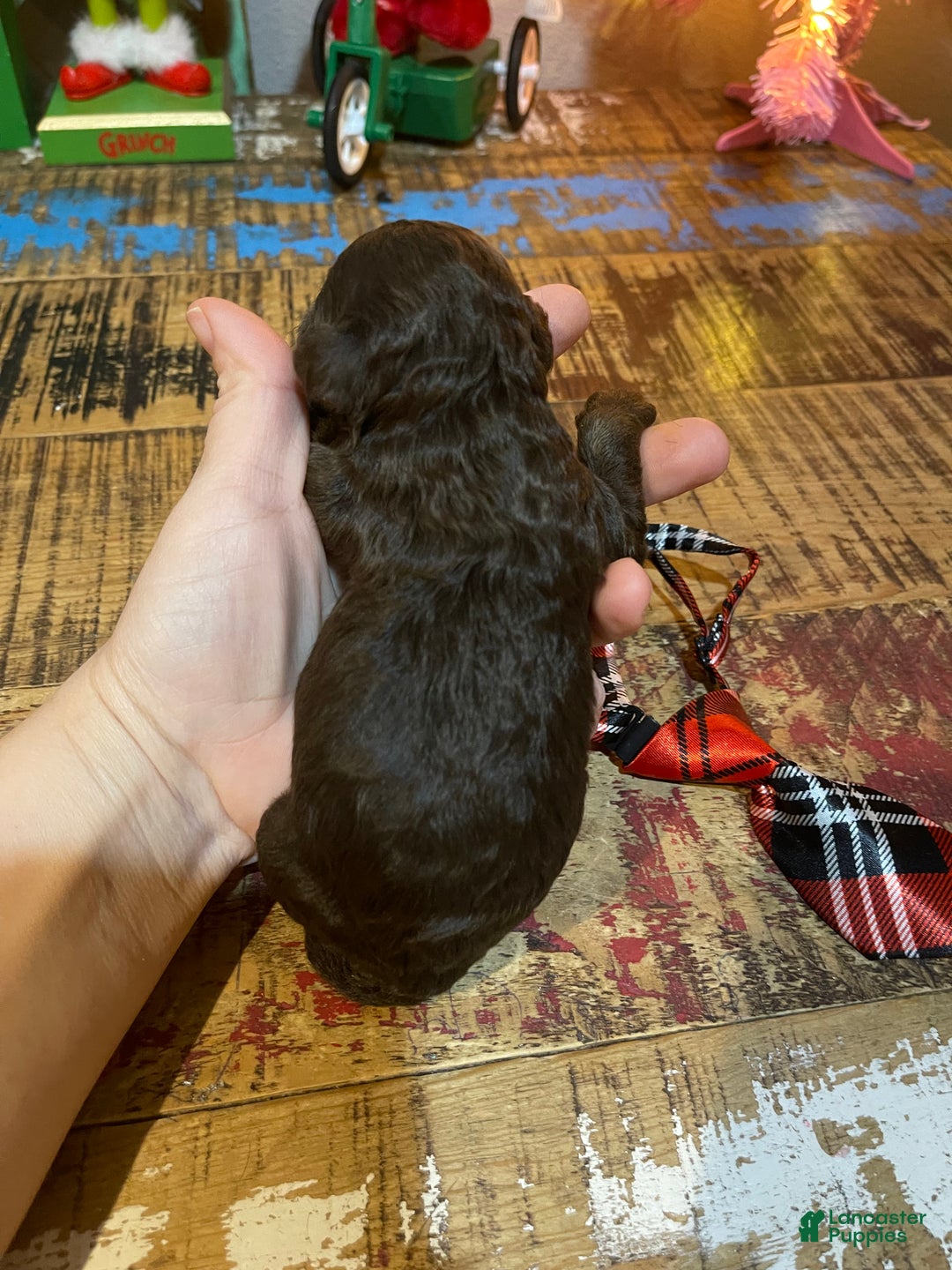 Miniature Poodle dogs for sale: Akc Clear Chocolate Phantom Boy 2 - Ad 8