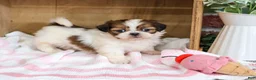 Shih Tzu dogs for sale: Jazzy - Ad 4
