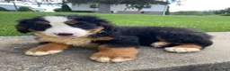Bernese Mountain Dog dogs for sale: Ranger - Ad 8