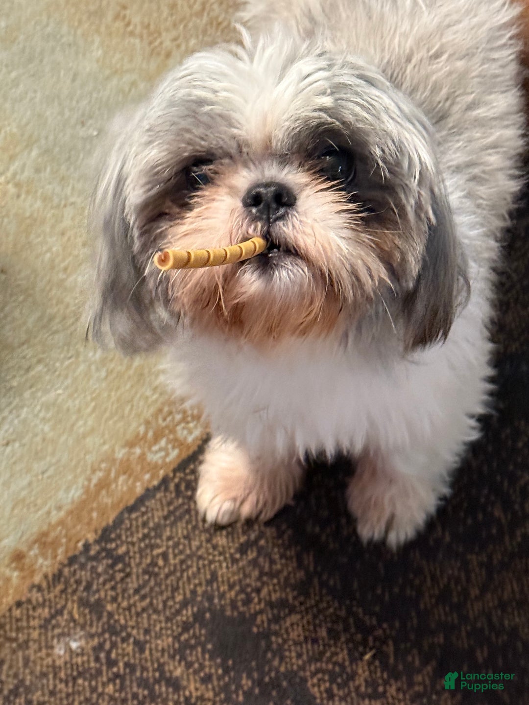 Shih Tzu dogs for sale: Shih Tzu Puppy 2 - Ad 10