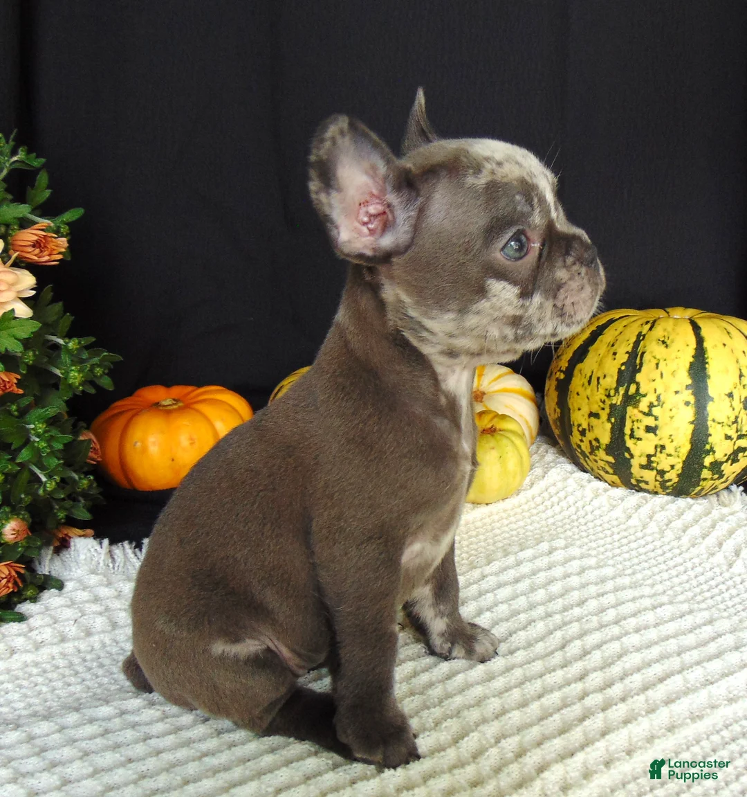 French Bulldog dogs for sale: Maggie - Ad 2