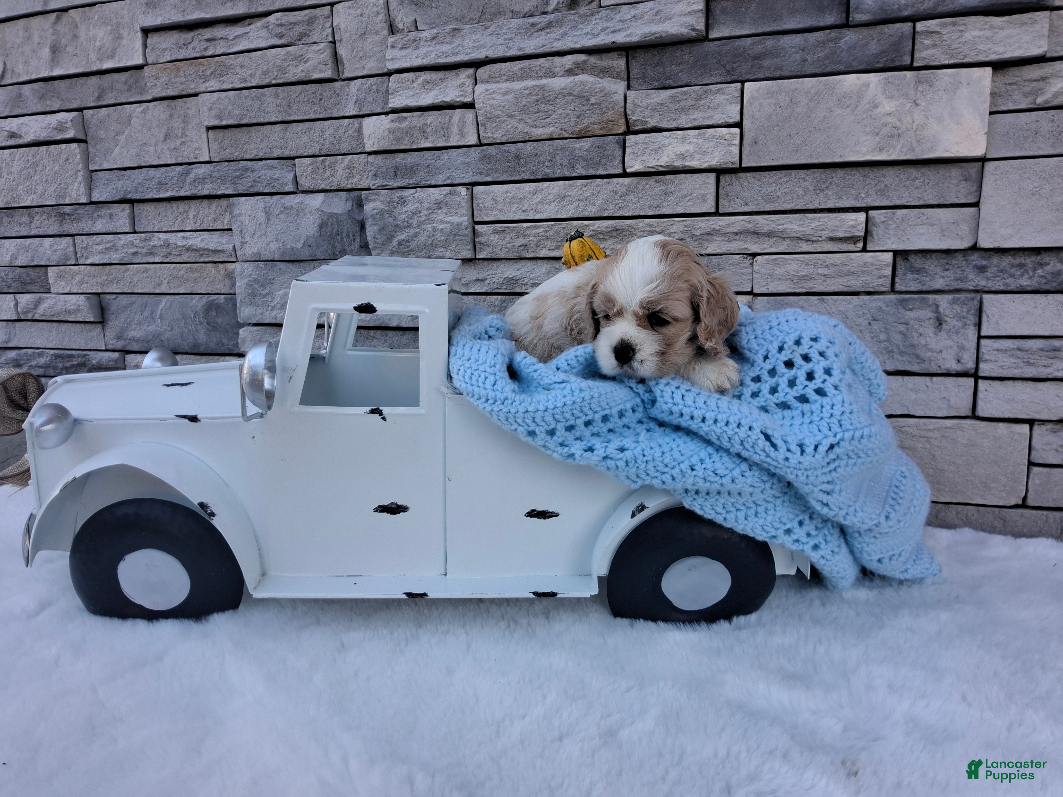 Cocker Spaniel dogs for sale: Wyatt - Ad 2