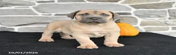 Mixed Breed dogs for sale: Skylar - Ad 3