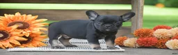 French Bulldog dogs for sale: Percy - Ad 3