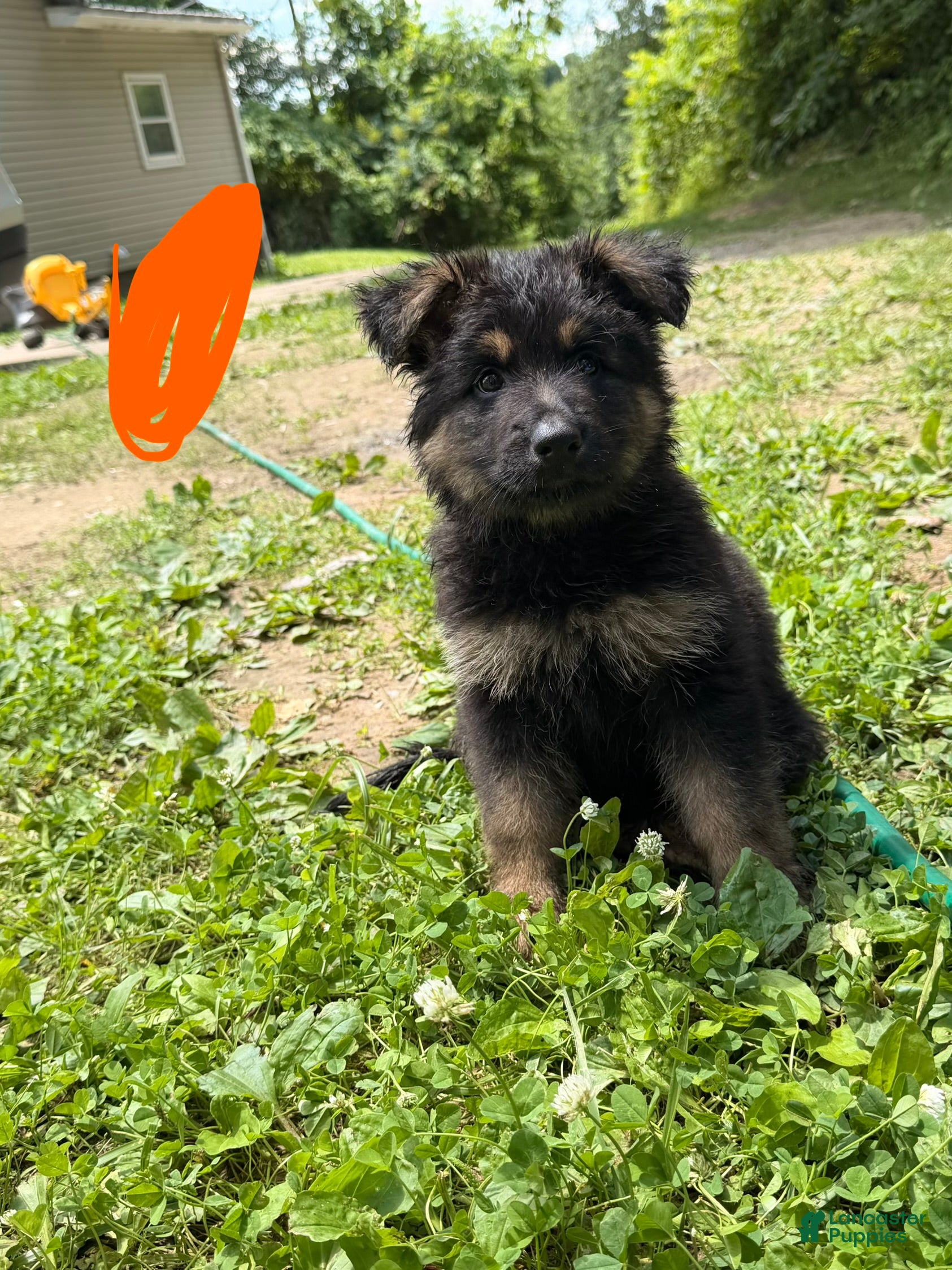 German Shepherd dogs Long Coat German Shepherd- Orange Female - Ad 3
