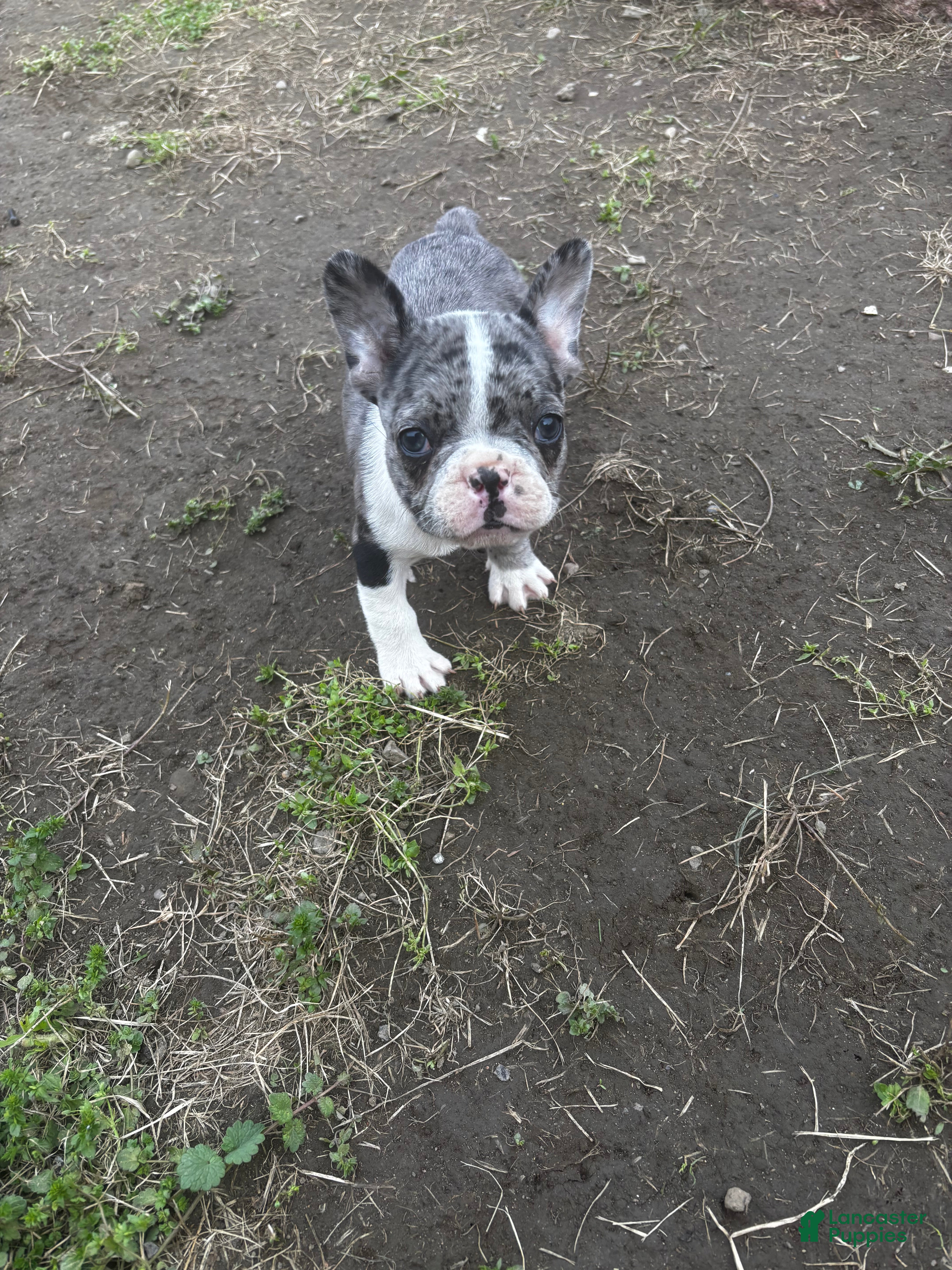 Mixed Breed dogs Willy - Ad 35