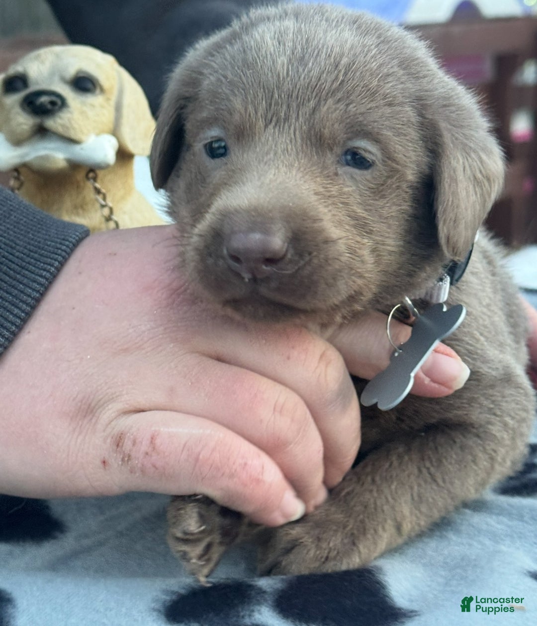Labrador Retriever dogs for sale: Labrador Retriever Puppy 1 - Ad 17