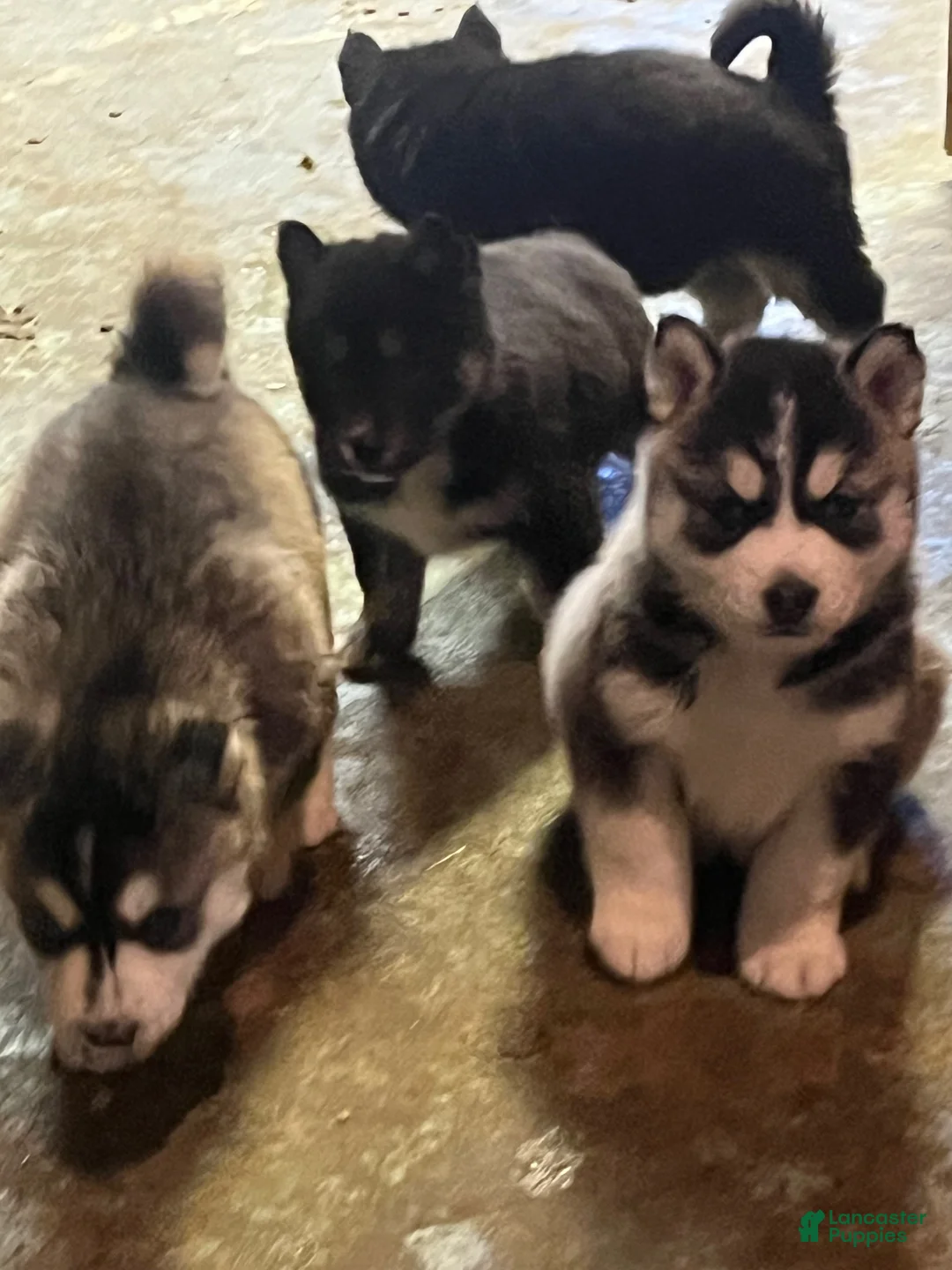 Siberian Husky dogs for sale: Siberian Husky Puppy 2 - Ad 3