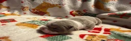 Olde English Bulldogge dogs for sale: Tri Lilac  - Ad 6