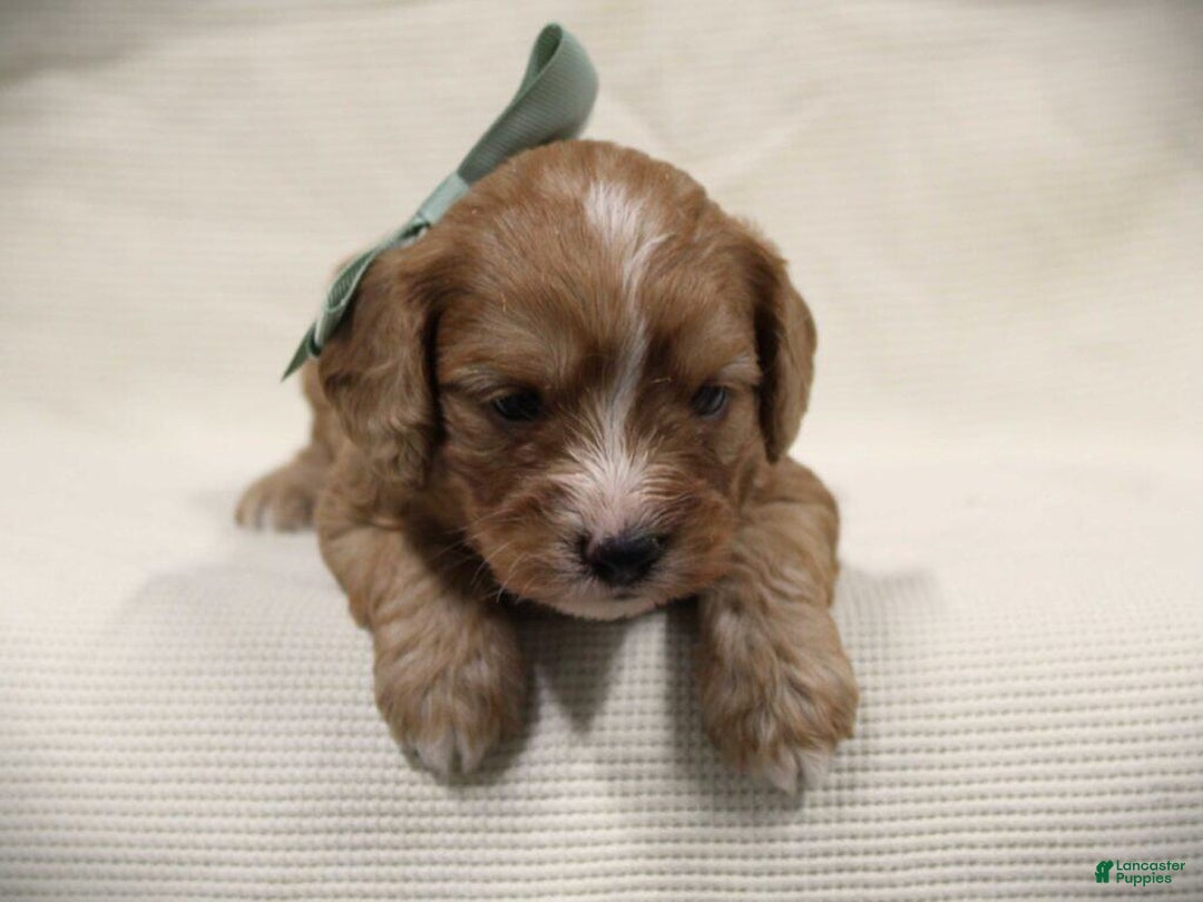 Cavapoo dogs for sale: Tanner - Ad 1
