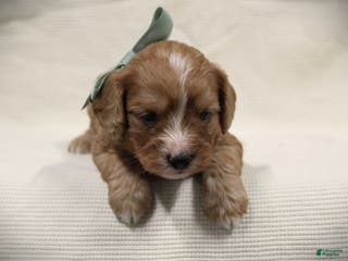 Cavapoo dogs Tanner - Ad 31