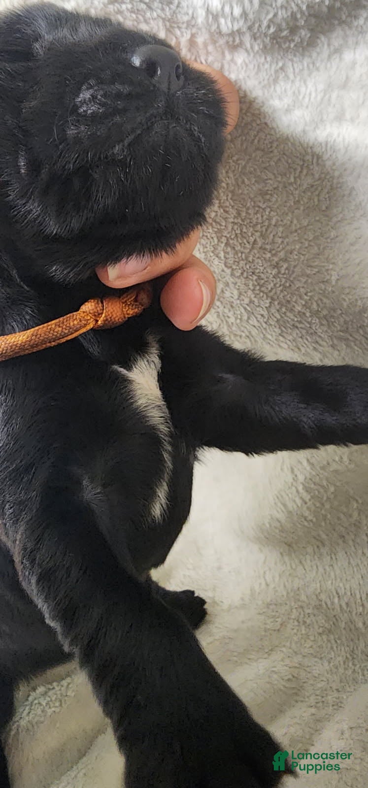 Newfoundland dogs Orange - Ad 2