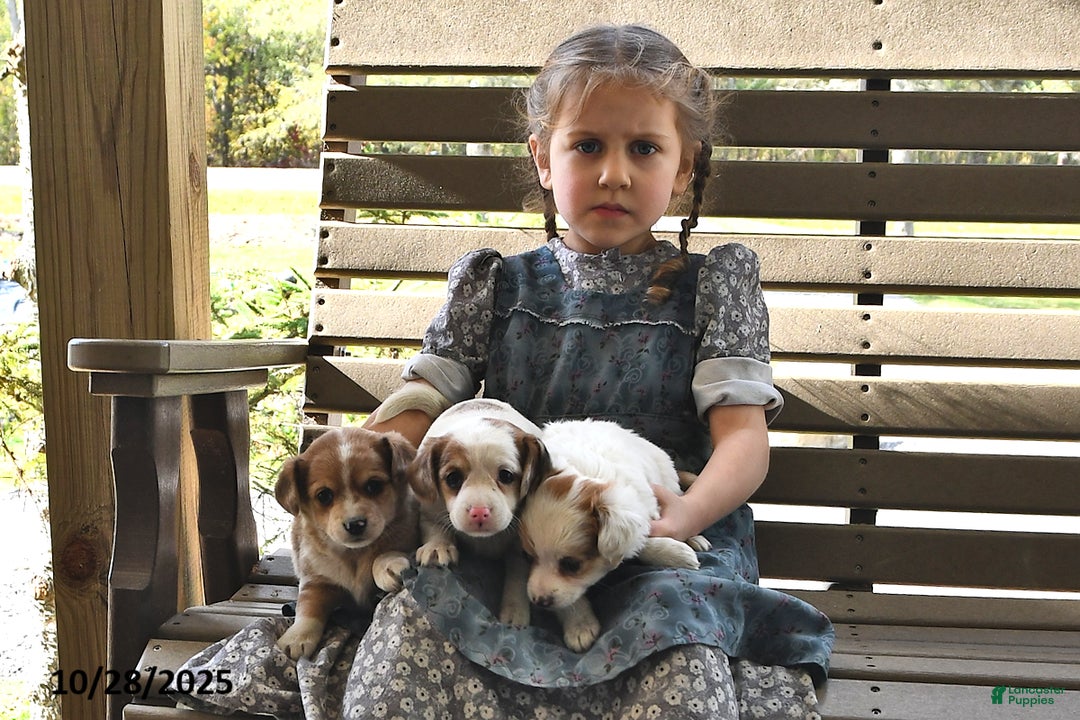 Gallery Image {{count}}