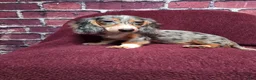 Miniature Dachshund dogs for sale: Chloe - Ad 2