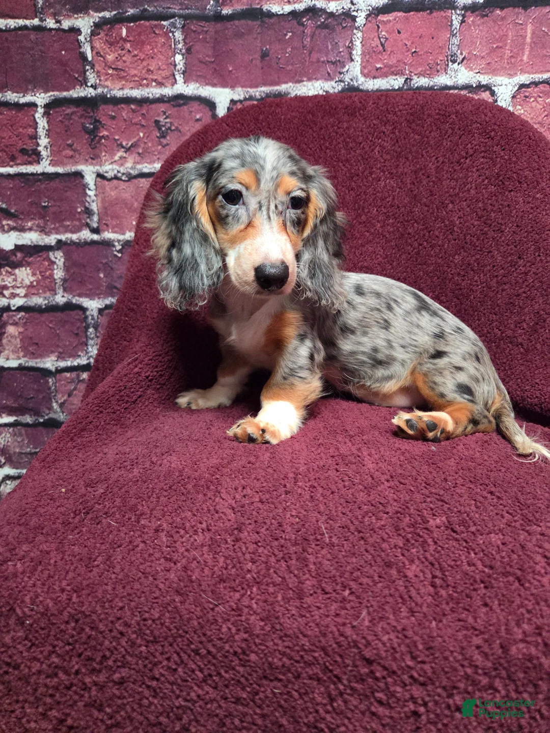 Miniature Dachshund dogs for sale: Chloe - Ad 2