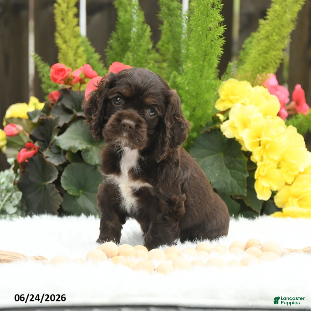 English Cocker Spaniel dogs for sale: Sundae - Ad 1