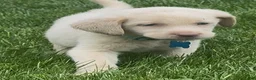 Labrador Retriever dogs for sale: Labrador Retriever Puppy 1 - Ad 14