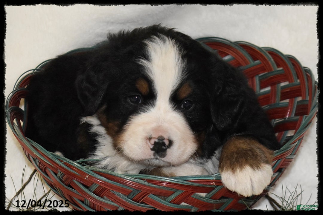Bernese Mountain Dog dogs for sale: Ford - Ad 2