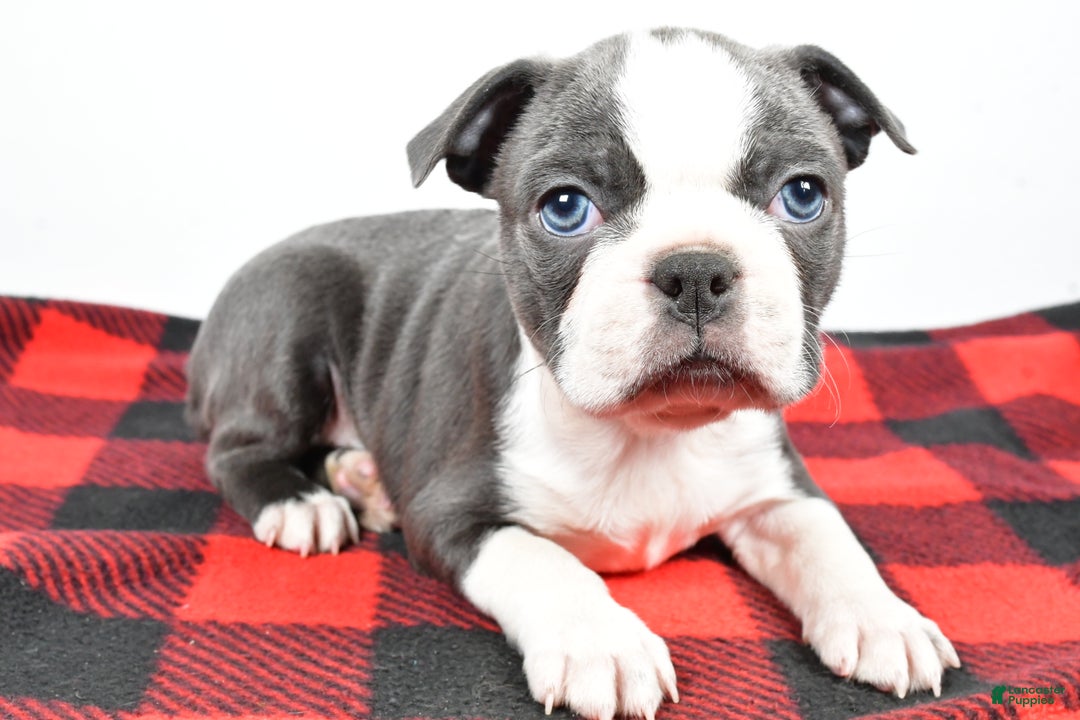 Boston Terrier dogs for sale: Chloe - Ad 8